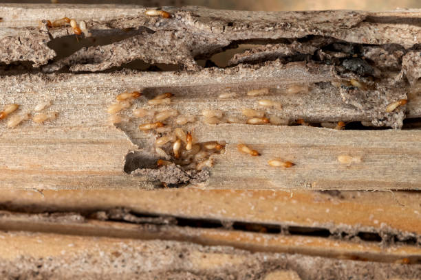 Best Local Pest Control Services  in Bonham, TX