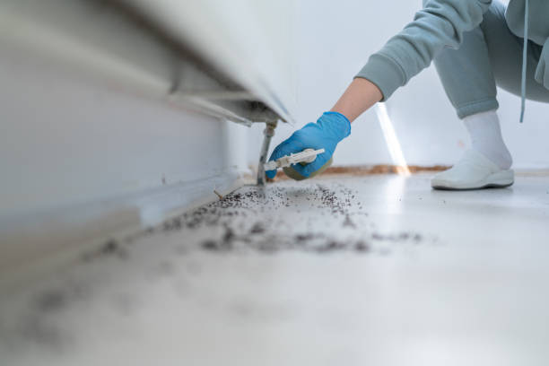 Best Termite Control Services  in Bonham, TX